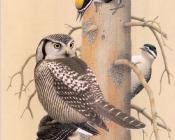 Black-backed Woodpecker - 威廉·齐默曼